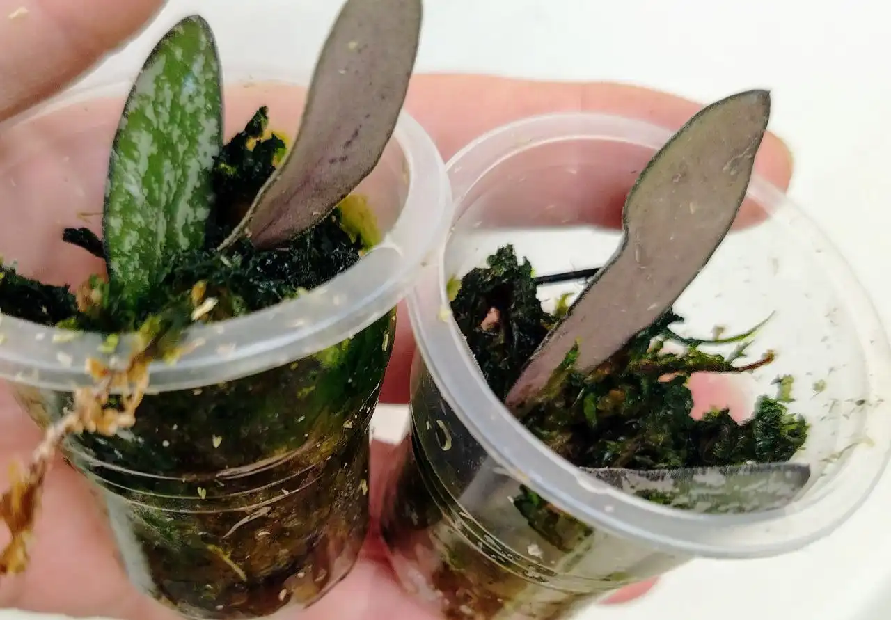 Хойя Сигилатис укоренившиеся черенки