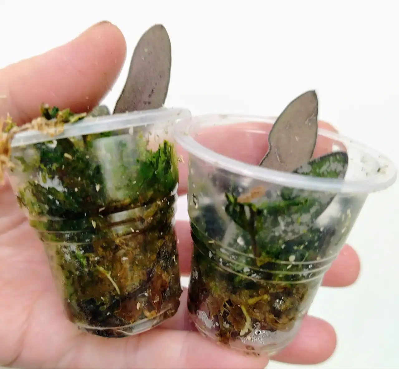 Хойя Сигилатис укоренившиеся черенки