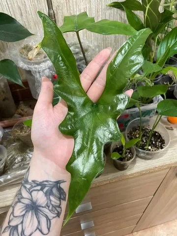 Продажа мышей как домашних животных - частное объявление в Красноярск