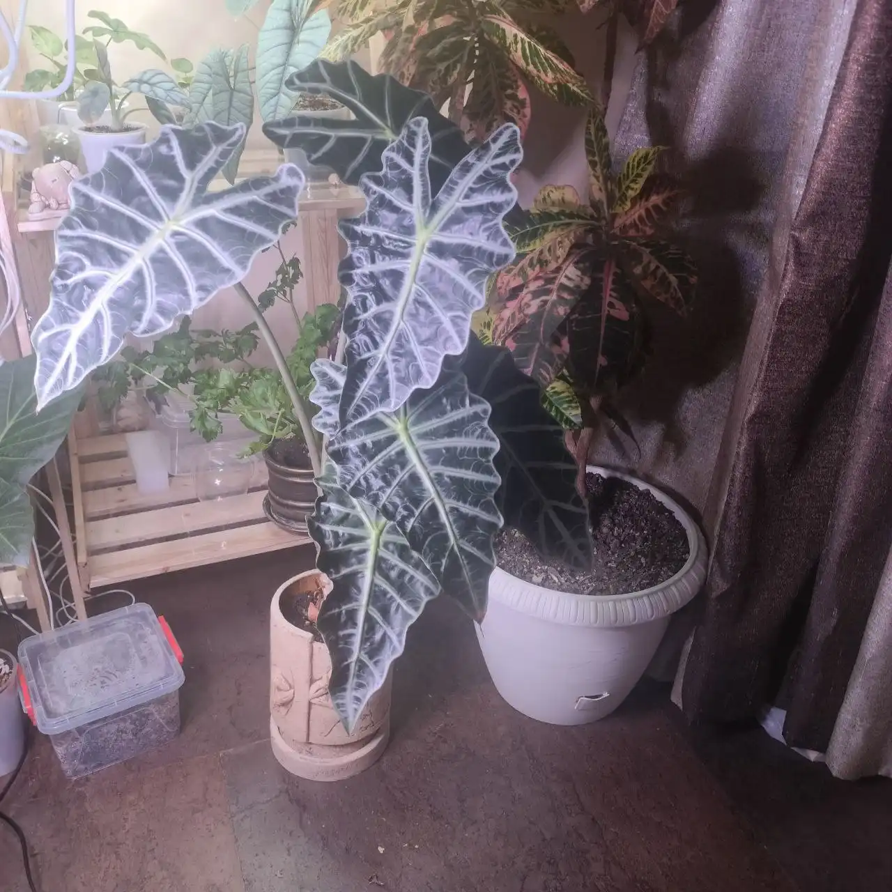 Продам алоказию Полли