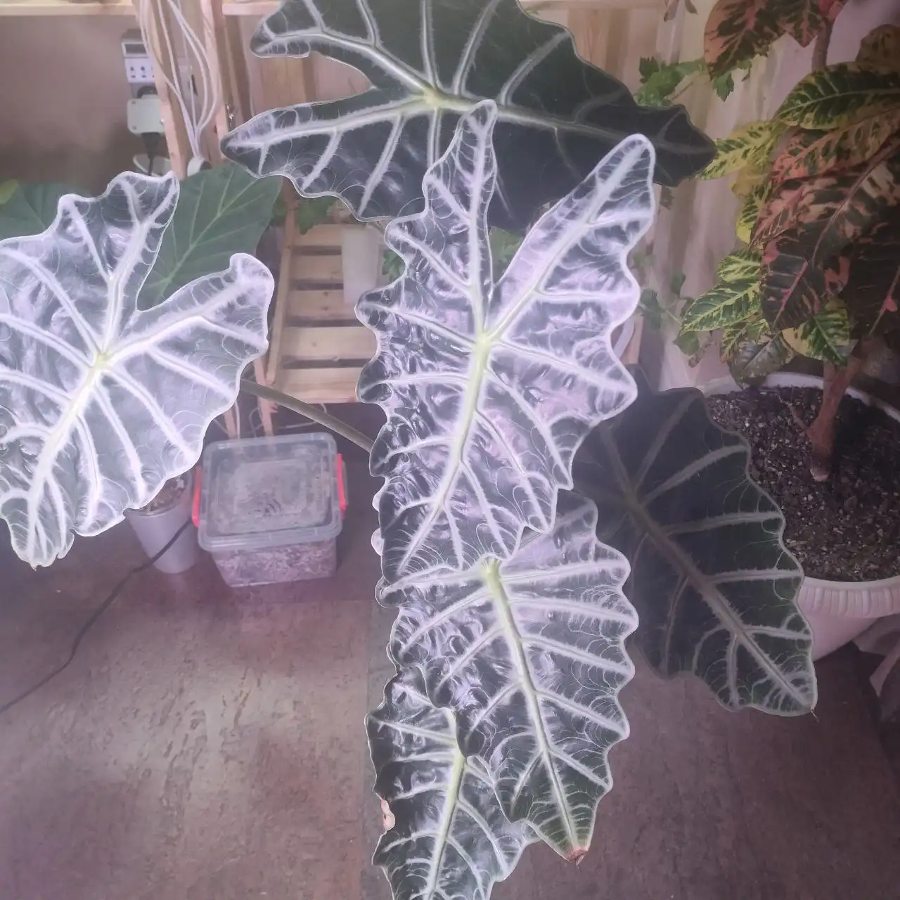 Продам алоказию Полли