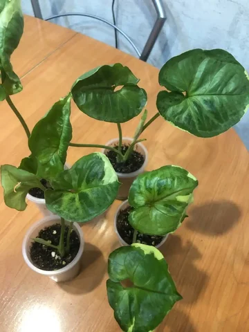 Сингониум орм тонг вар - Для дома и дачи в Красноярск