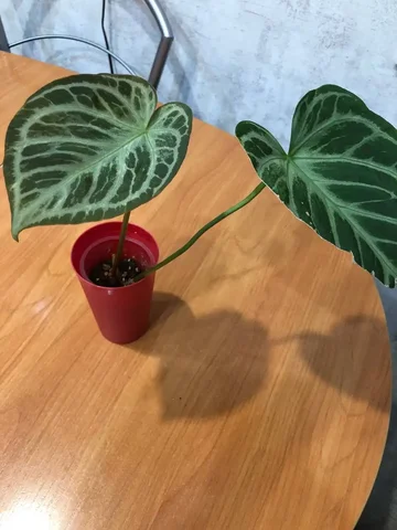 Антуриум Сильвер блаш минт - Комнатные растения в Красноярск