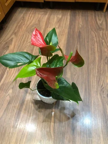 Антуриум Ред Бамбино - Комнатные растения в Красноярск