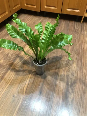 Папоротник асплениум криспи вейв - Комнатные растения в Красноярск