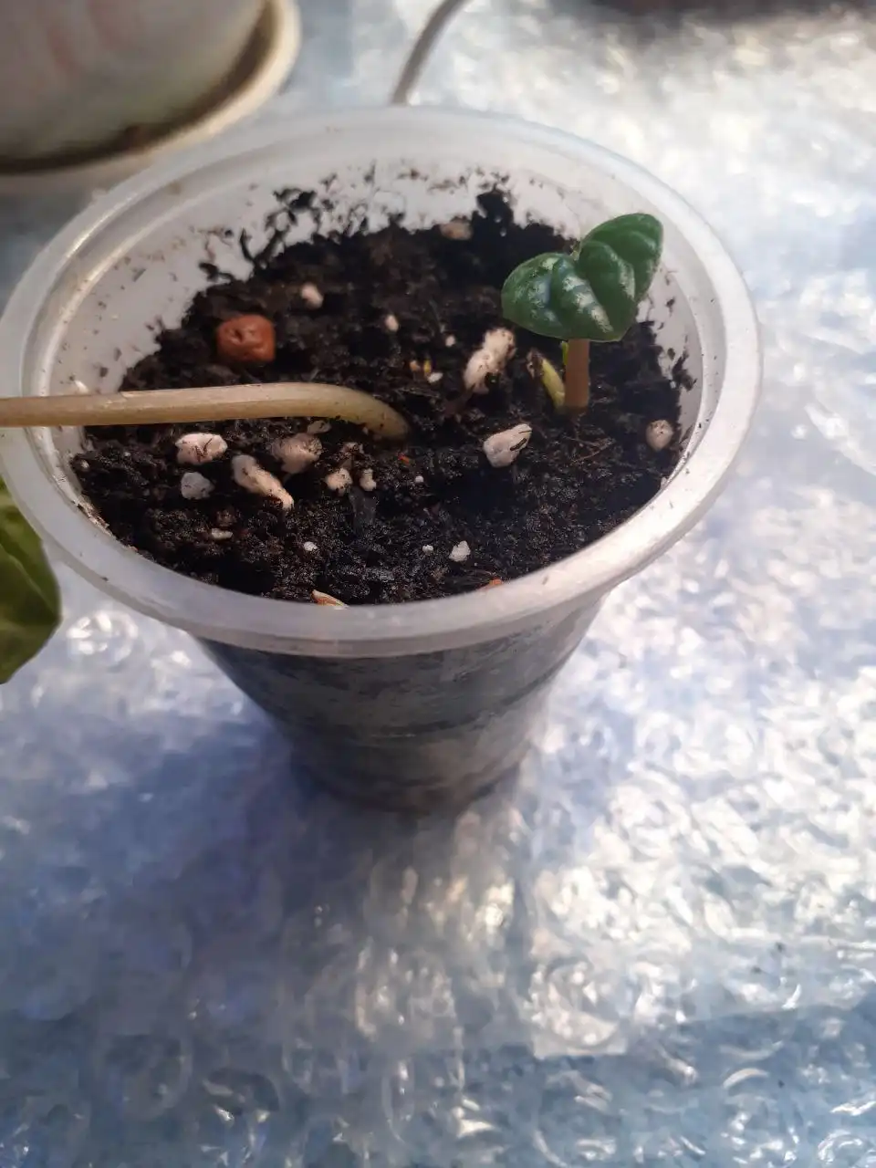 Продается пеперомия Лилиан - Комнатные растения (Хобби и отдых) в Красноярск