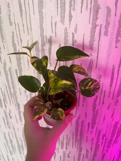 Продажа комнатных растений в Красноярске - частное объявление в Красноярск