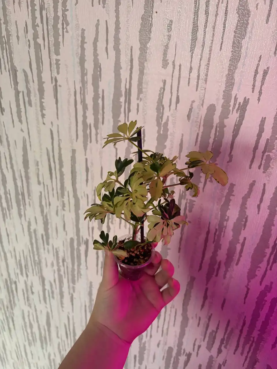 Продажа комнатных растений в Красноярске - Комнатные растения (Хобби и отдых) в Красноярск