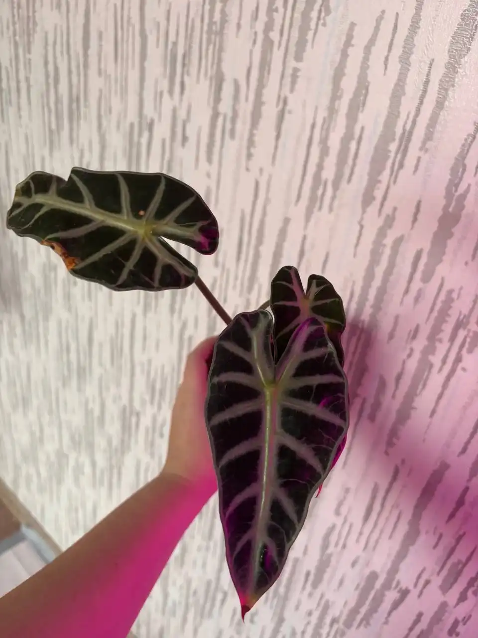 Продажа комнатных растений в Красноярске - Комнатные растения (Хобби и отдых) в Красноярск