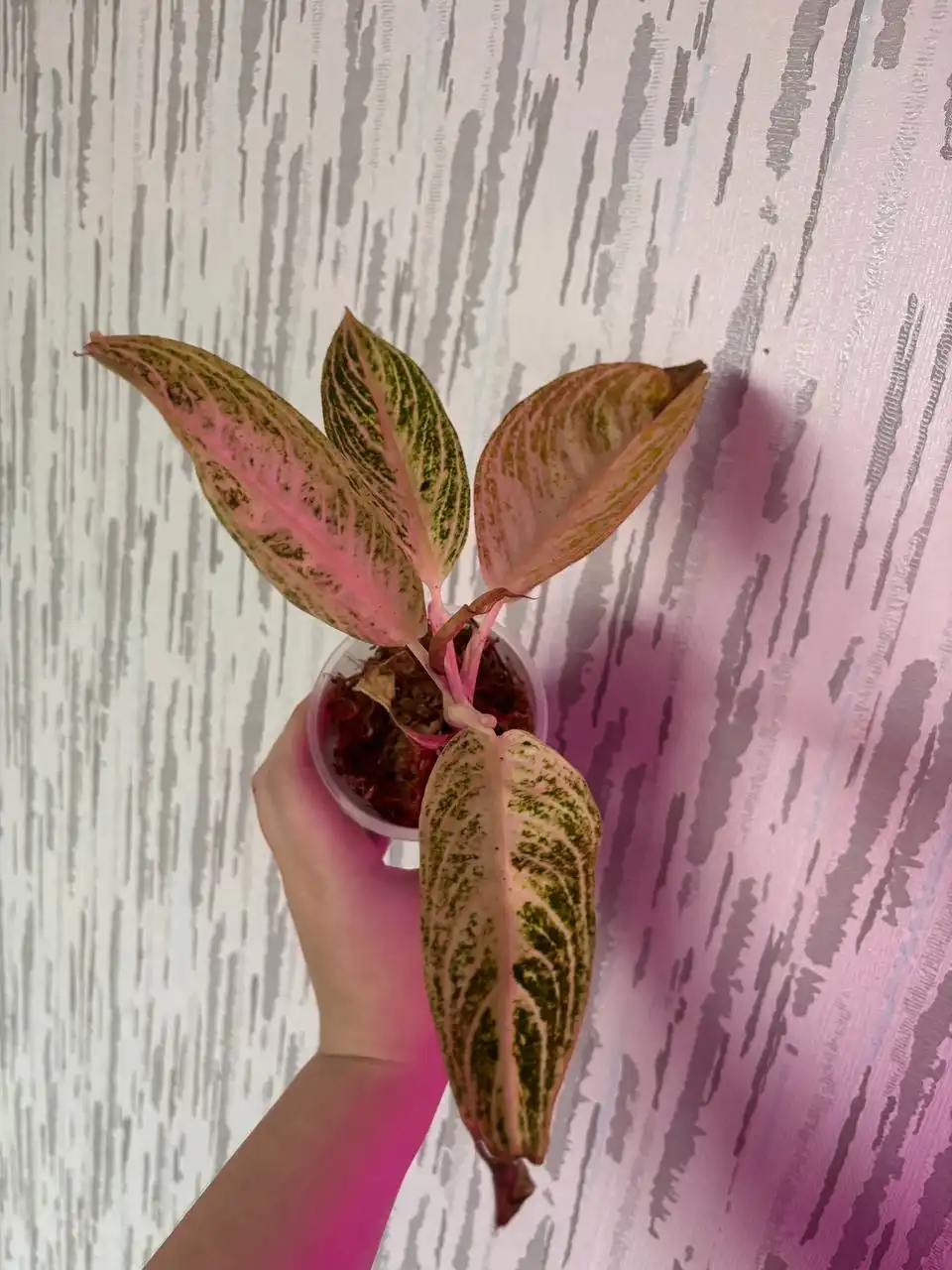 Продажа комнатных растений в Красноярске - Комнатные растения (Хобби и отдых) в Красноярск