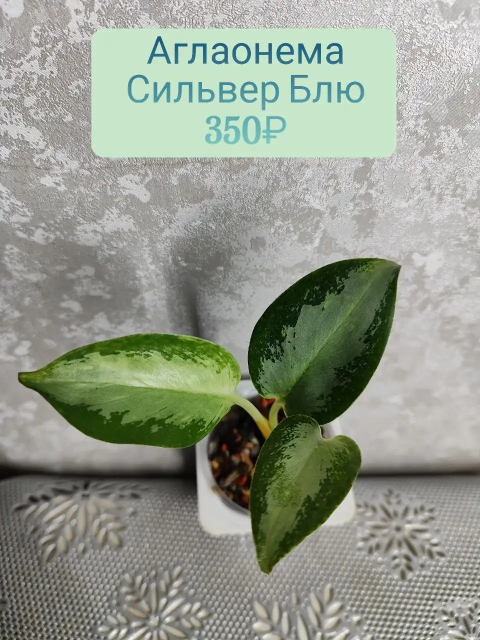 Аглаонема Сильвер Блю в стаканчике 100 мл