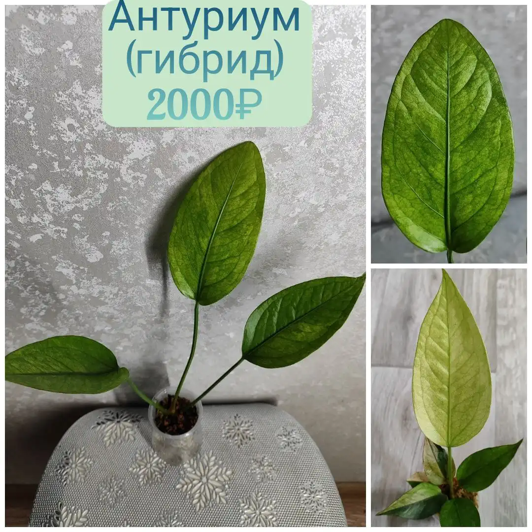 Антуриум гибрид комнатное растение