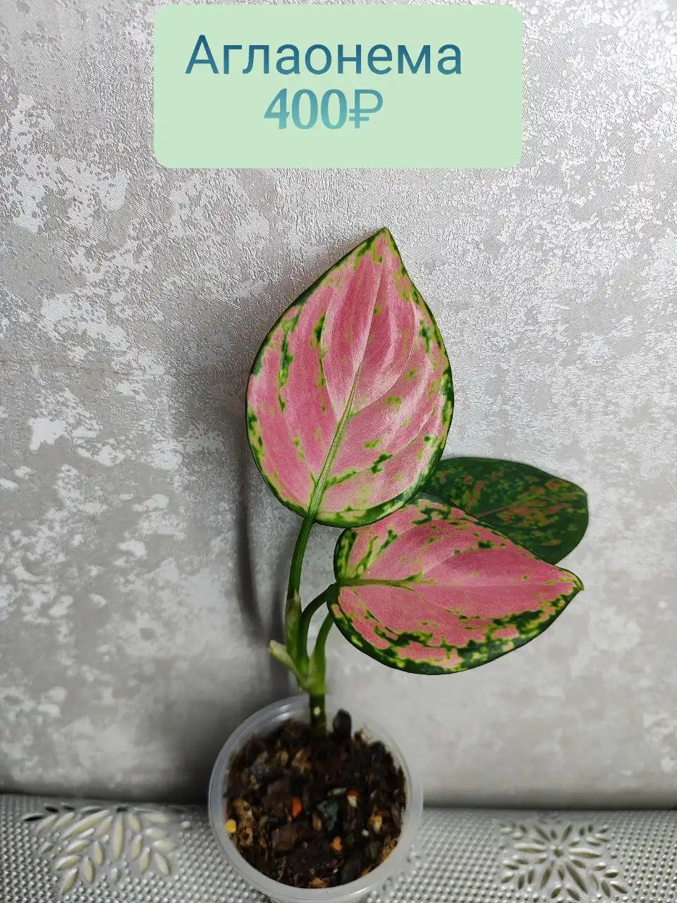 Продажа аглаонемы в Красноярске