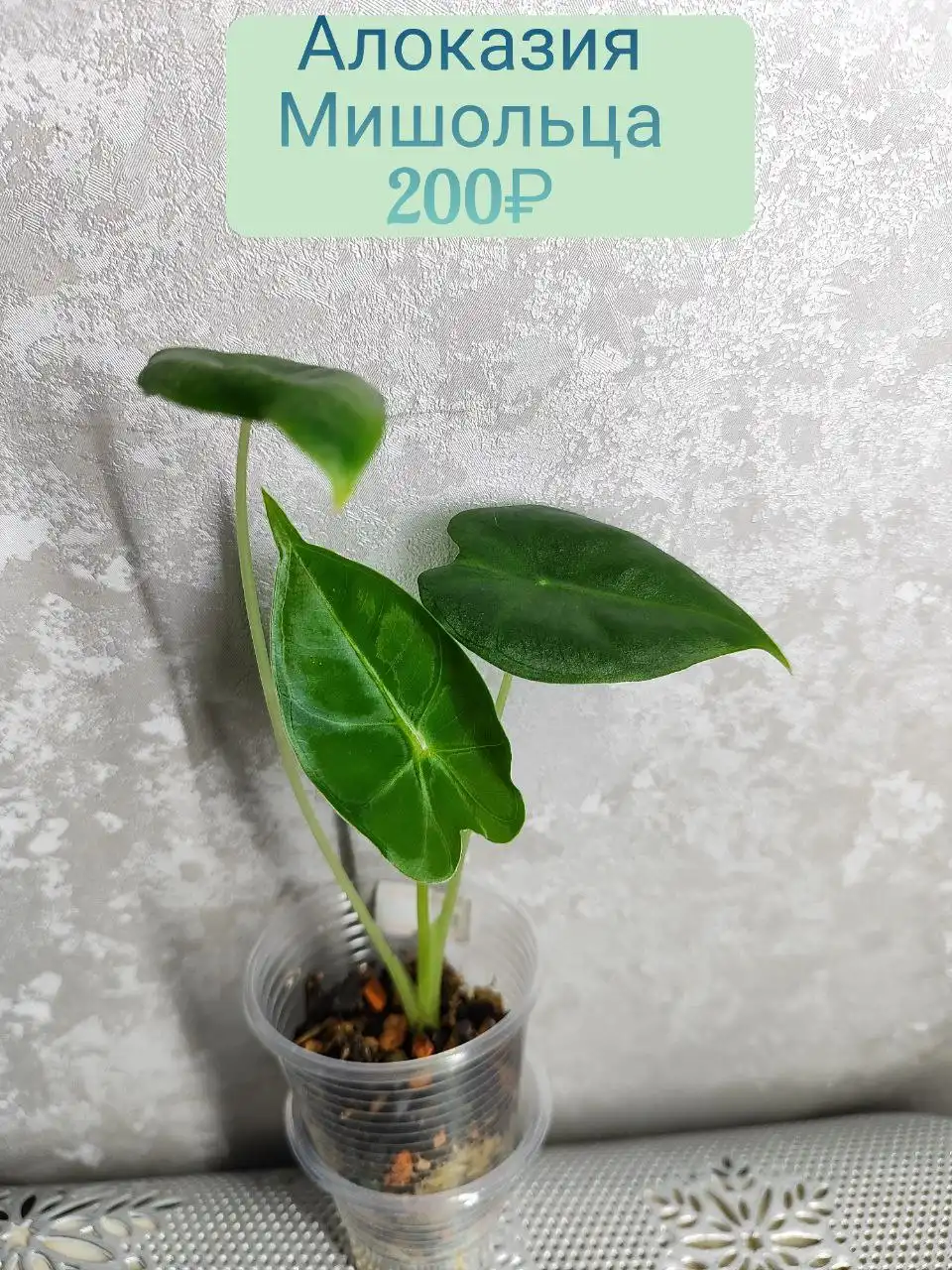 Алоказия Мишольца в стаканчике