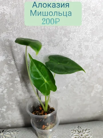 Алоказия Мишольца в стаканчике - Хобби и отдых в Красноярск
