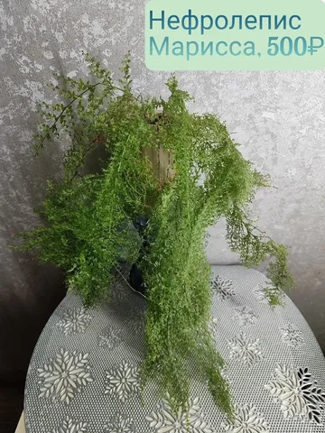Продажа комнатного растения Нефролепис Марисса - Для дома и дачи в Красноярск