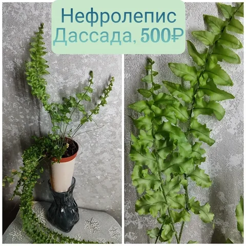 Нефролепис Дассада с несколькими точками роста - Хобби и отдых в Красноярск