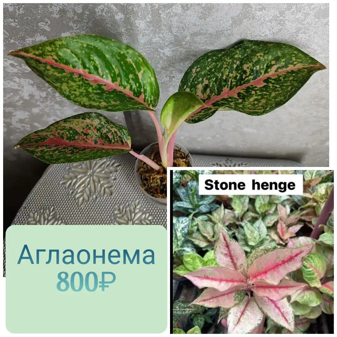 Аглаонема комнатное растение