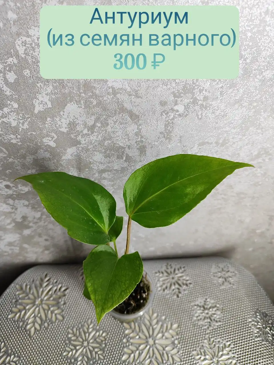Антуриум выращенный из семян вариегатного