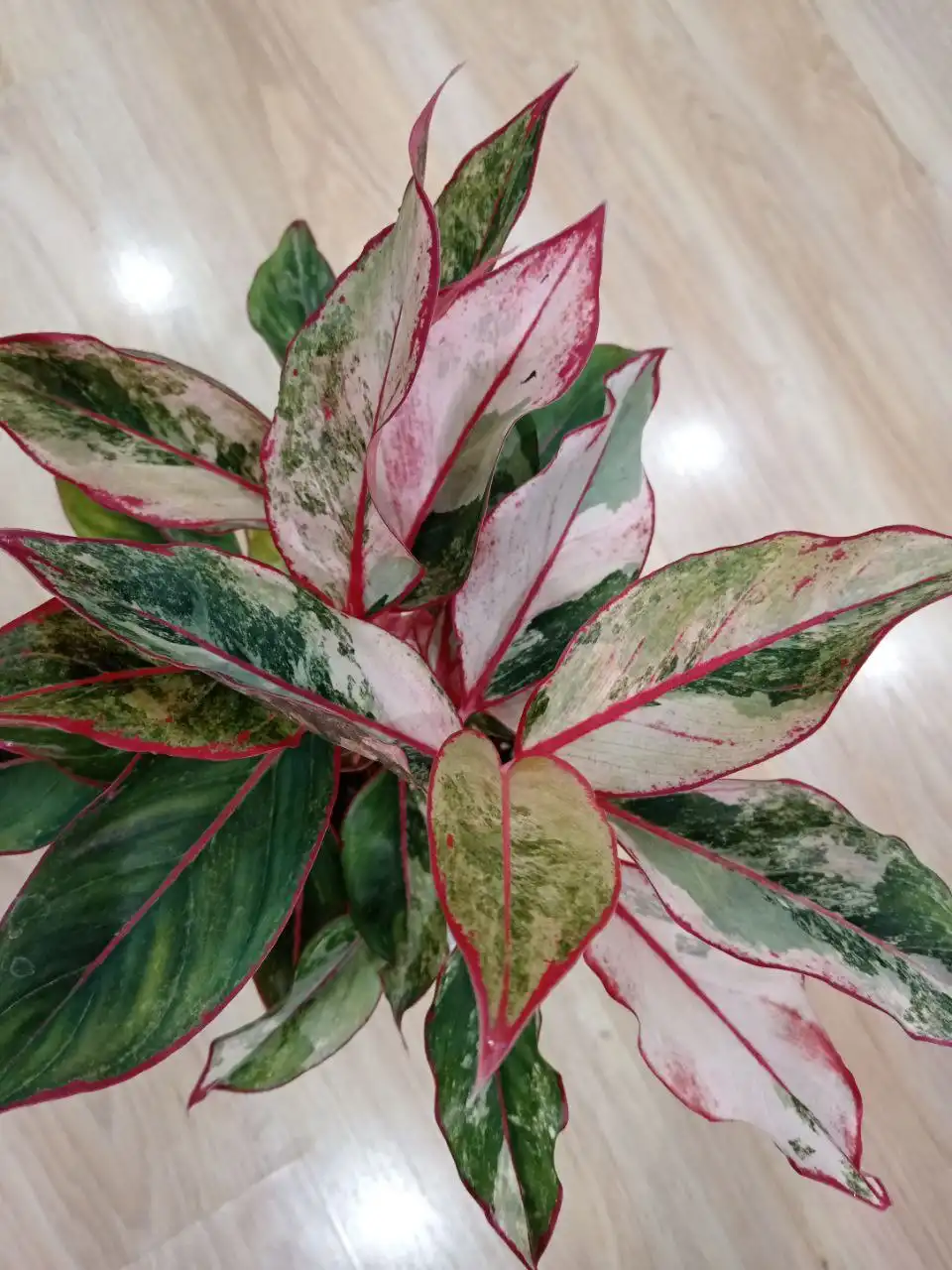 Комнатные растения в Красноярске