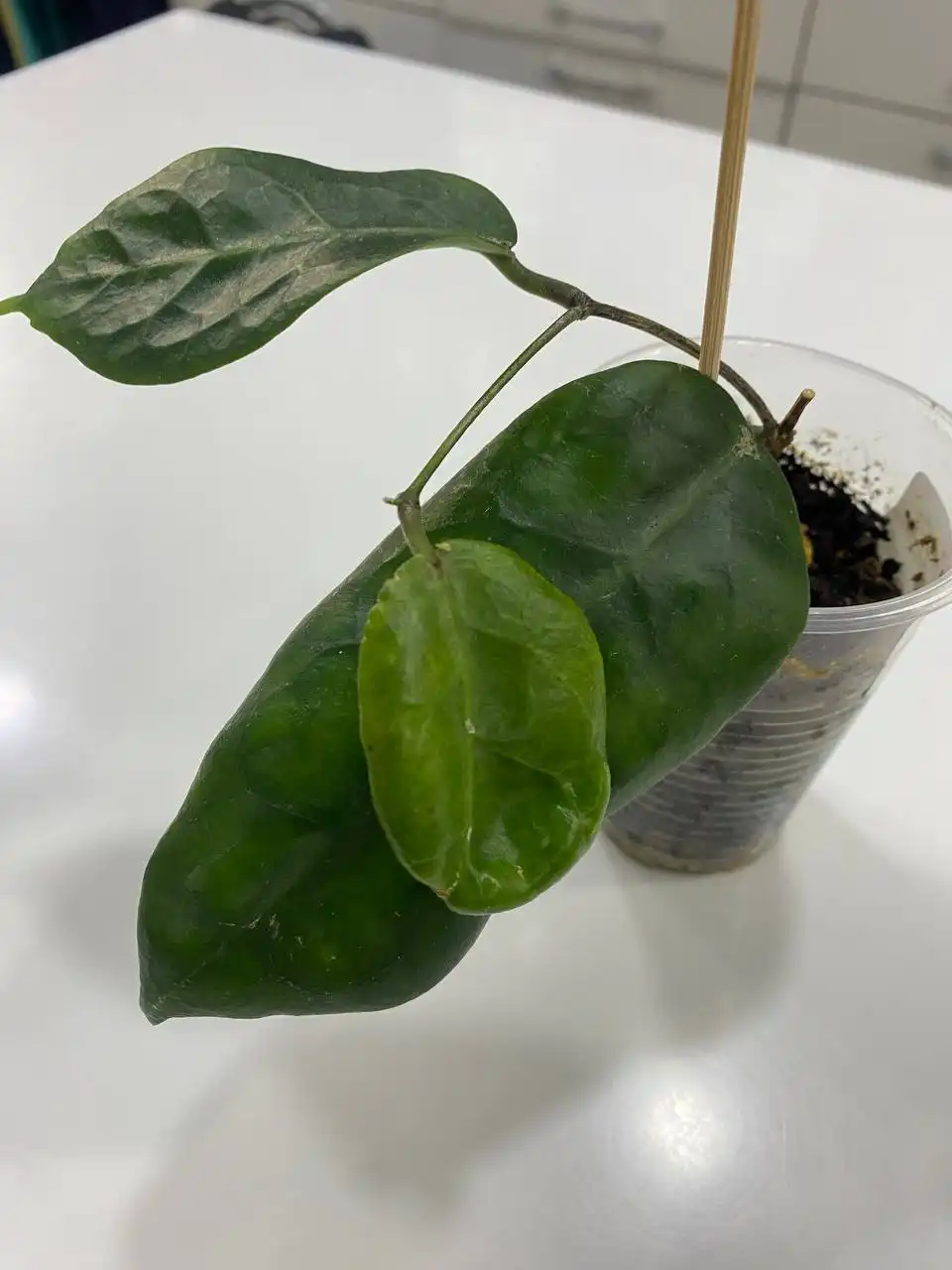 Хойя Мегаластер