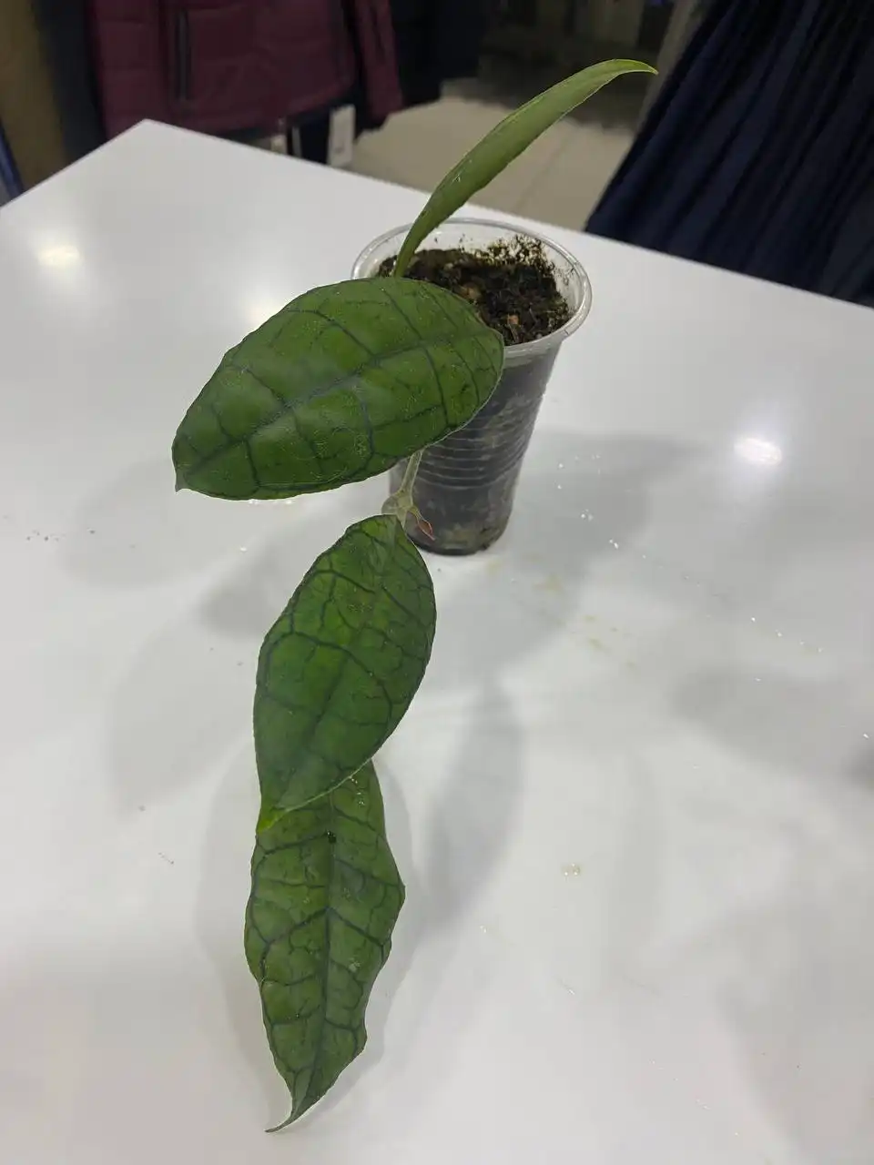 Хойя Гунунг гадинг