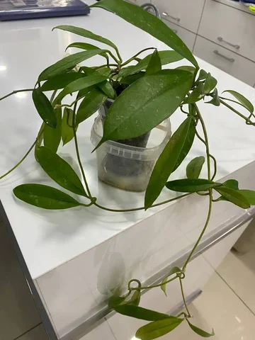 Хойя Мирабилис - Хобби и отдых в Красноярск