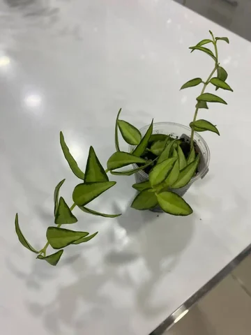 Хойя Белла Луис буис комнатное растение - Хобби и отдых в Красноярск