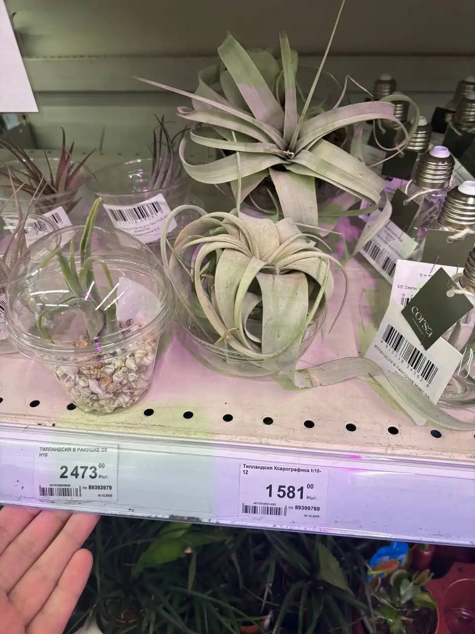 Продажа комнатных растений в Красноярске