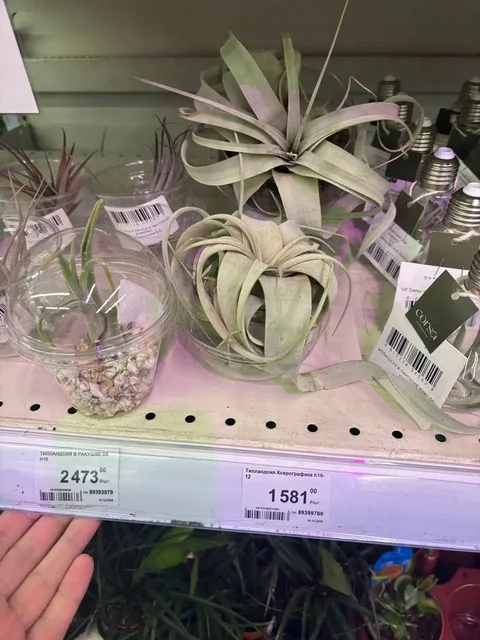 Продажа комнатных растений в Красноярске - Хобби и отдых в Красноярск