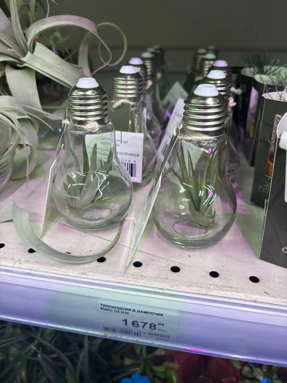 Продажа комнатных растений в Красноярске