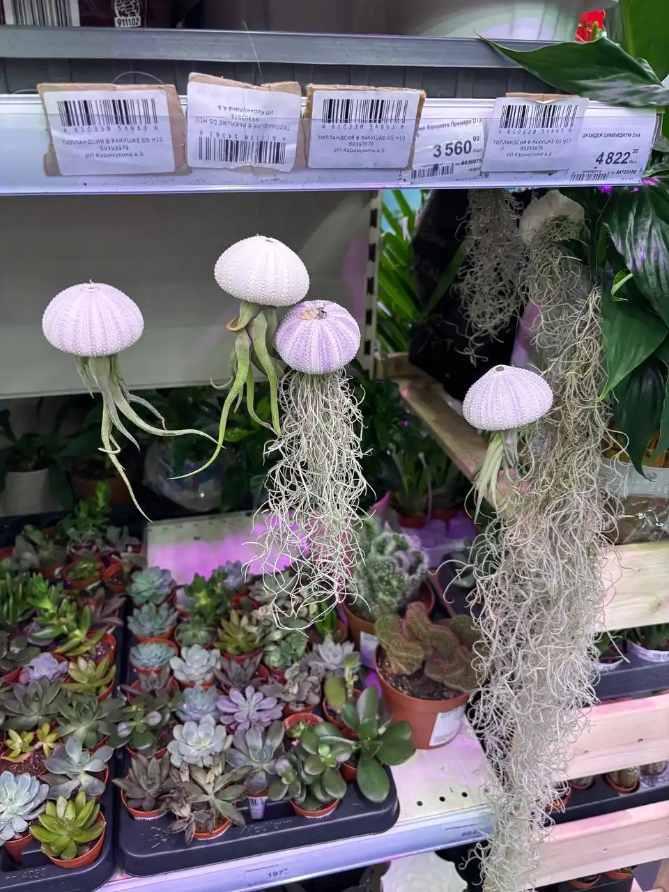 Продажа комнатных растений в Красноярске