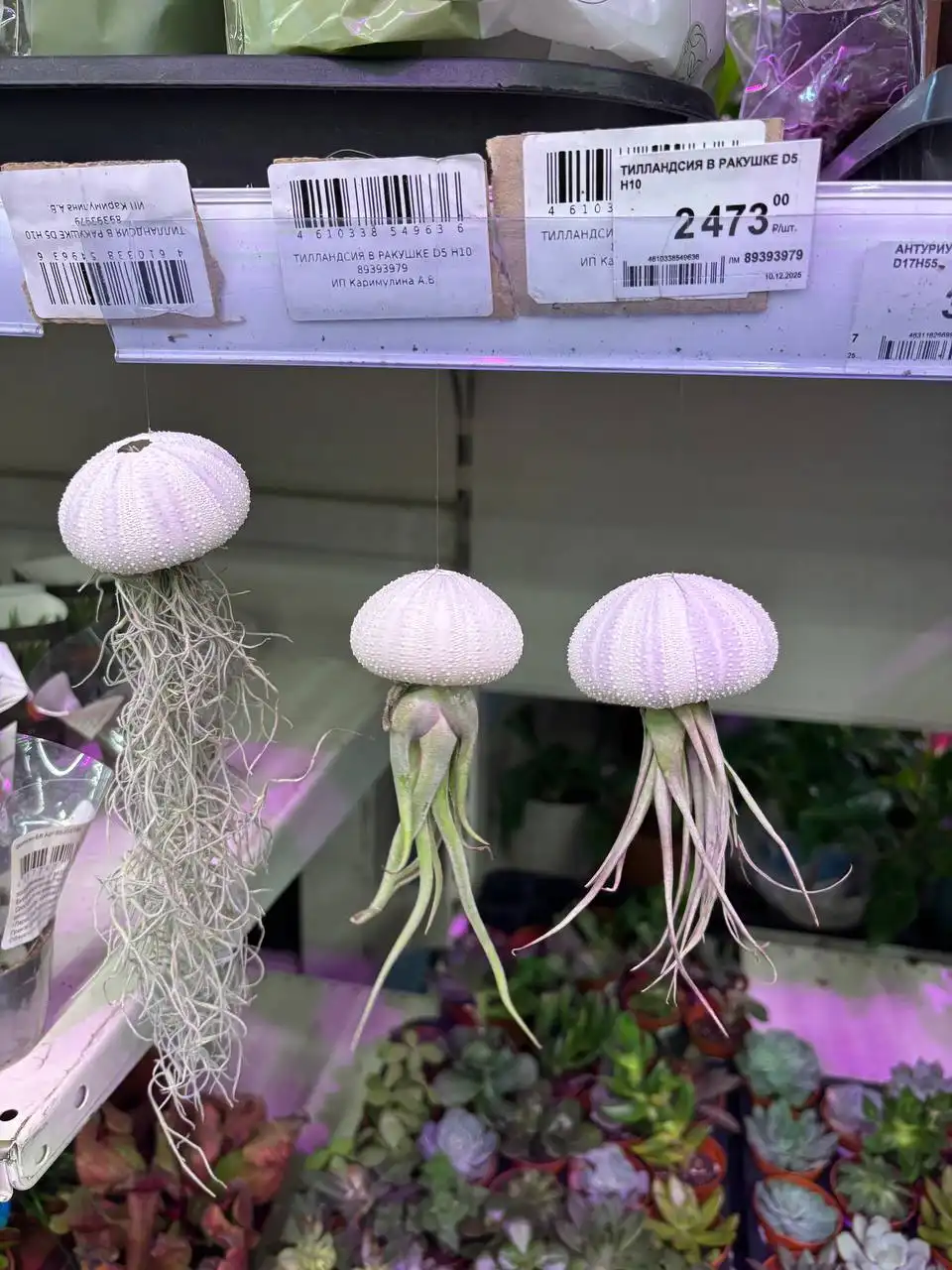 Продажа комнатных растений в Красноярске