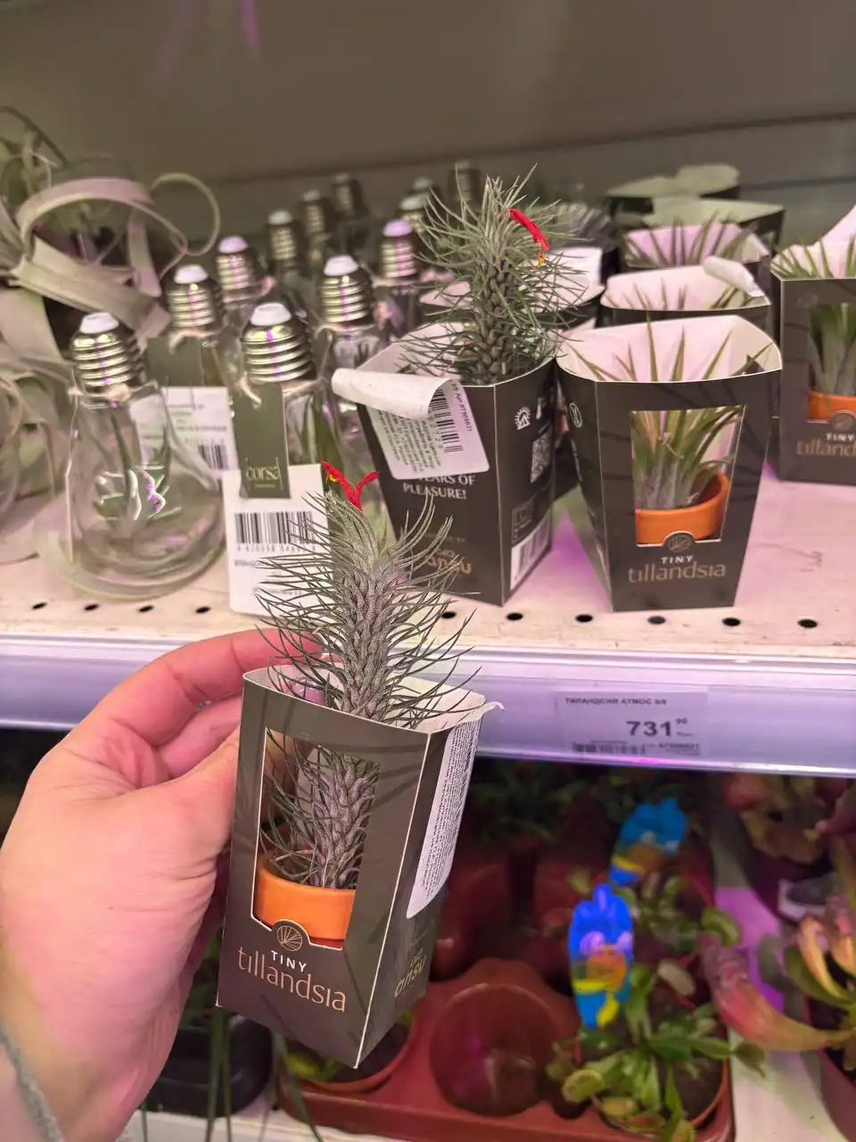 Продажа комнатных растений в Красноярске