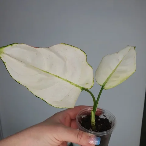 Укорененная макушка аглаонемы Супер Вайт - Хобби и отдых в Красноярск