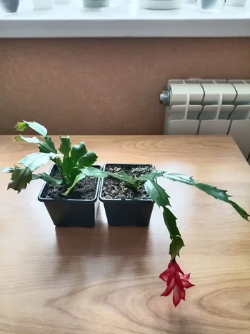 Молоденькие Красные Декабристы - Хобби и отдых в Красноярск