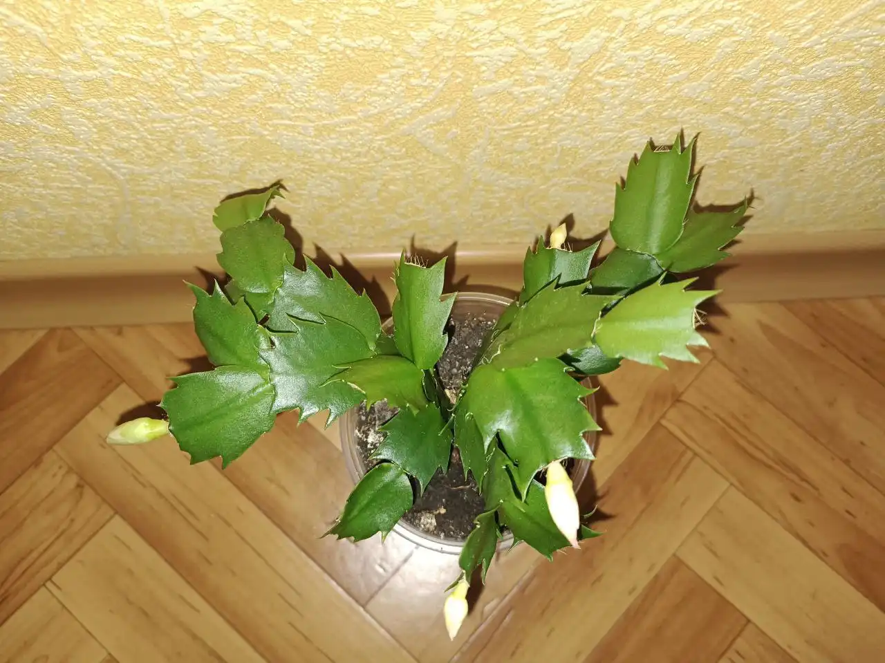 Декабристик с бутонами в стаканчике