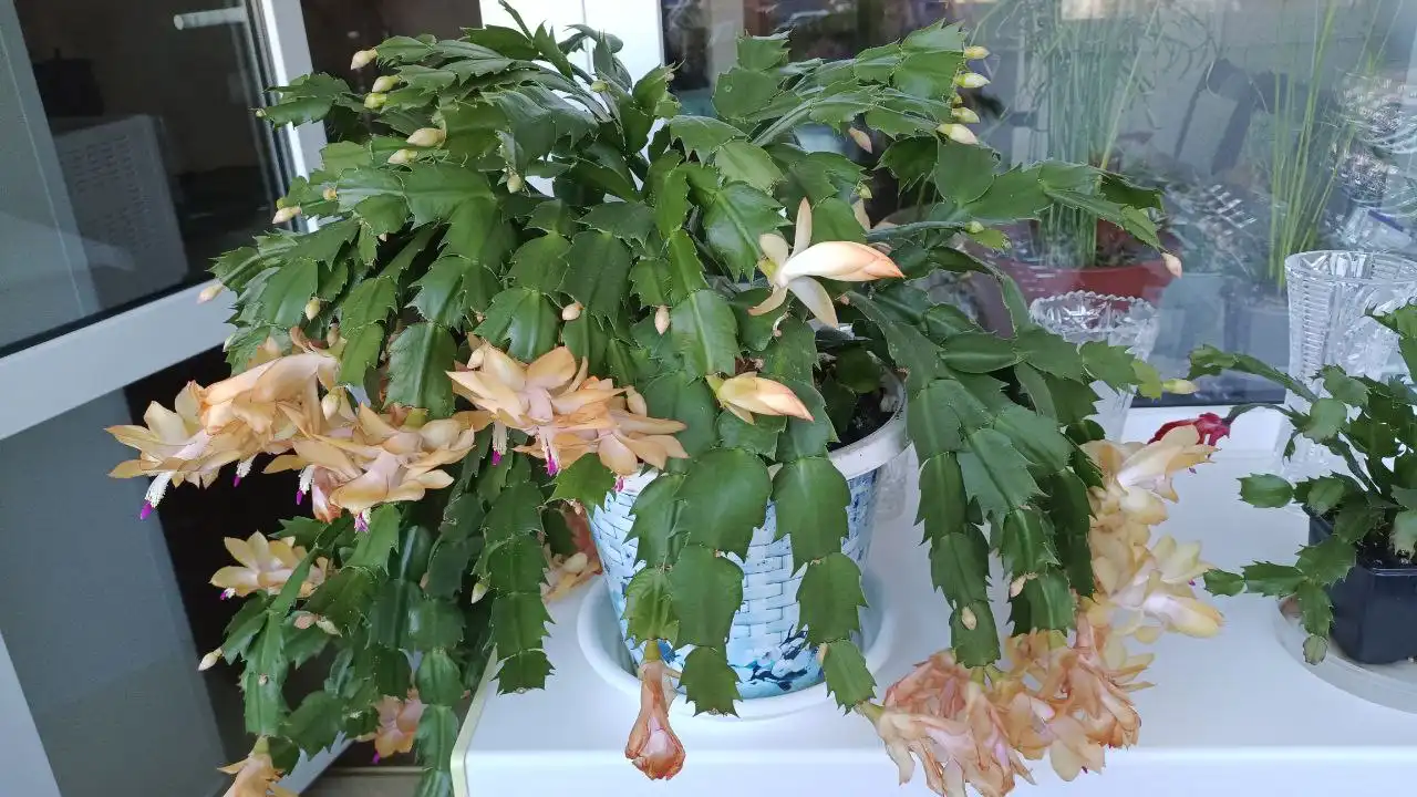 Декабристик с бутонами в стаканчике