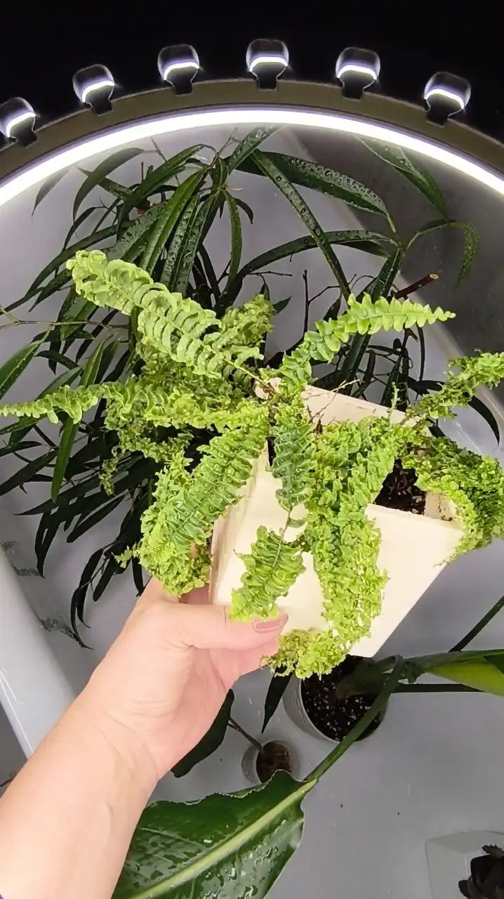 Папоротник с волнистой и ажурной вайей