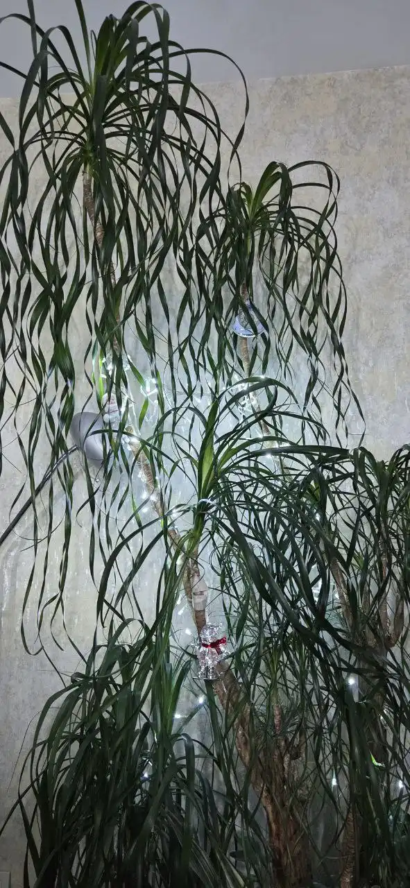 Поздравление с Новым годом для любителей комнатных растений