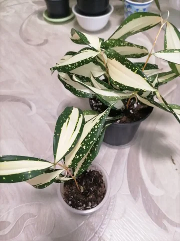 Продается Драцена Суркулоза Милки Вей - Хобби и отдых в Красноярск