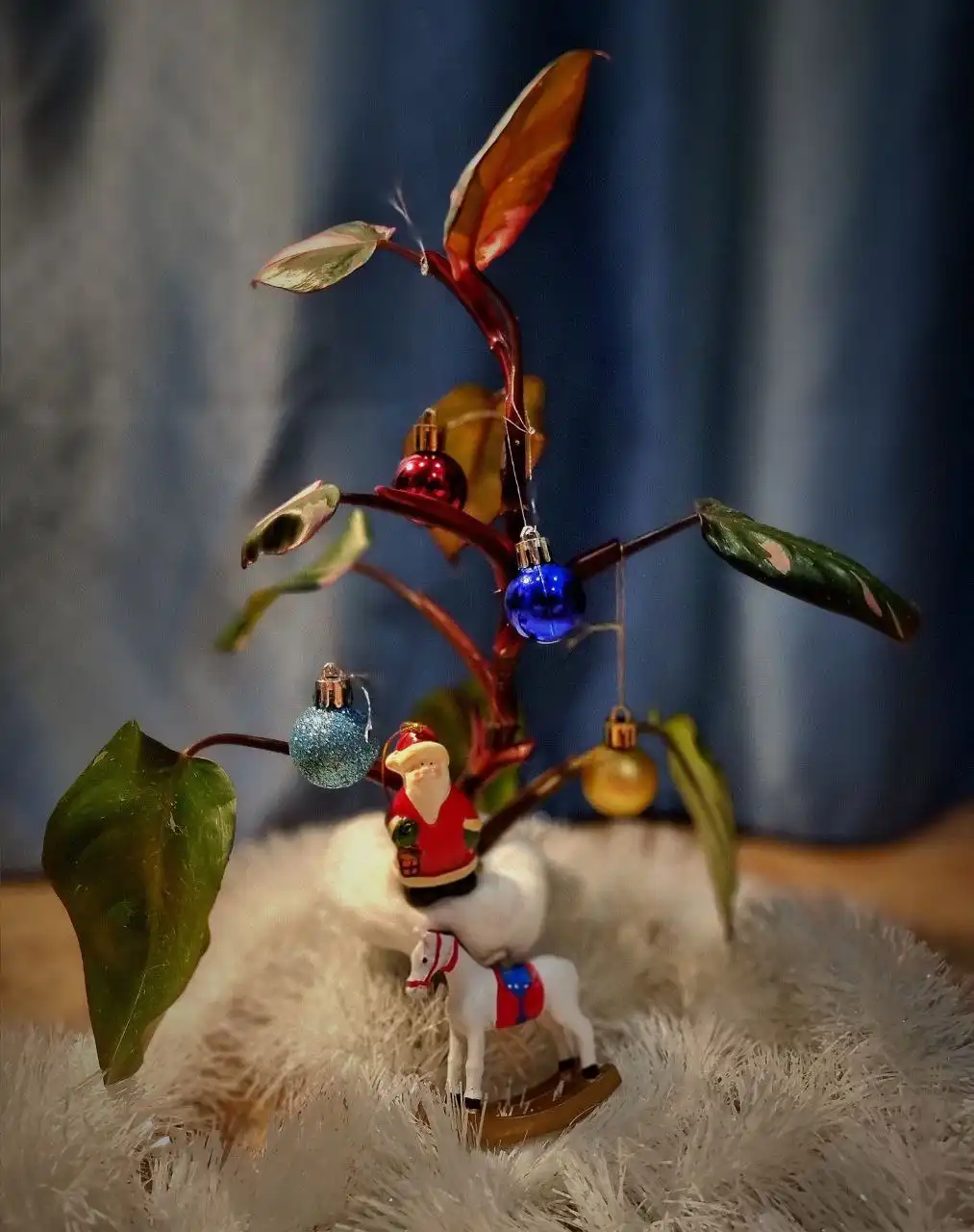 Филодендрон комнатный