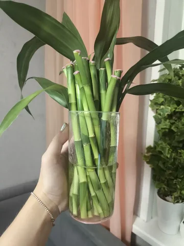 Продам бамбук «Бамбук счастья» (Lucky Bamboo) - Разное в Красноярск