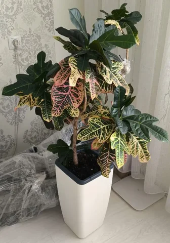 Продам кротон большой красивый с горшком - Хобби и отдых в Красноярск