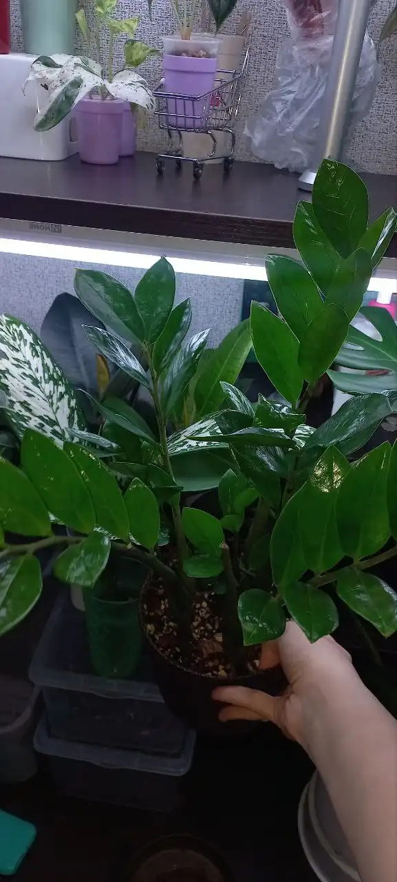 Замиокулькас комнатное растение