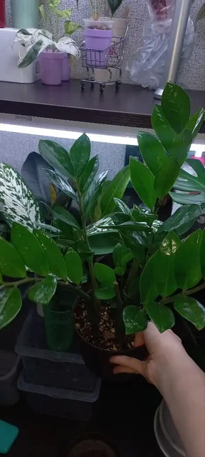 Замиокулькас комнатное растение - Хобби и отдых в Красноярск