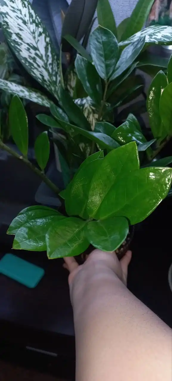 Замиокулькас комнатное растение