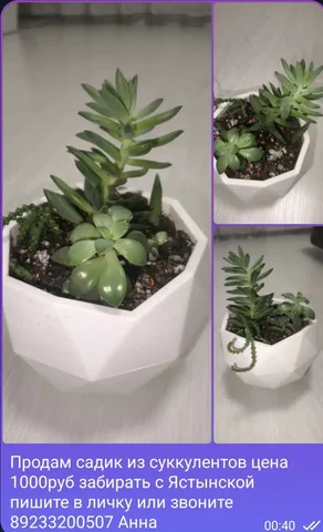 Садик суккулентов - Хобби и отдых в Красноярск