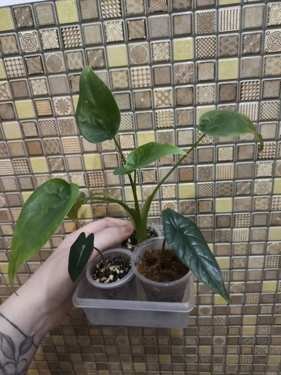 Продажа комнатных растений кукулата, хетерофилла, амазоника дворф