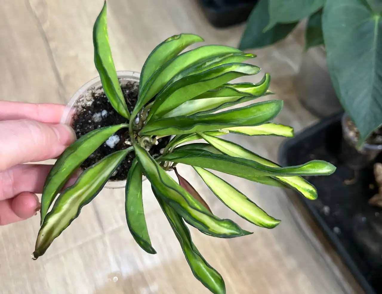 Хойя вайети триколор